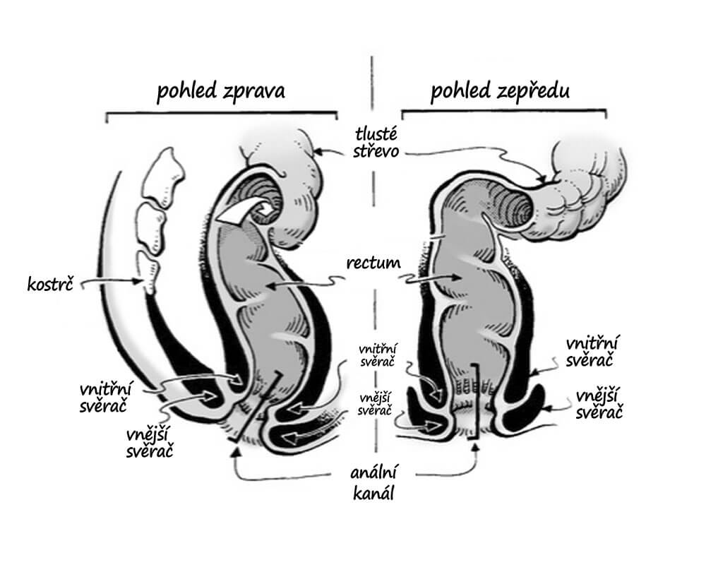 anální anatomie anus a konečník