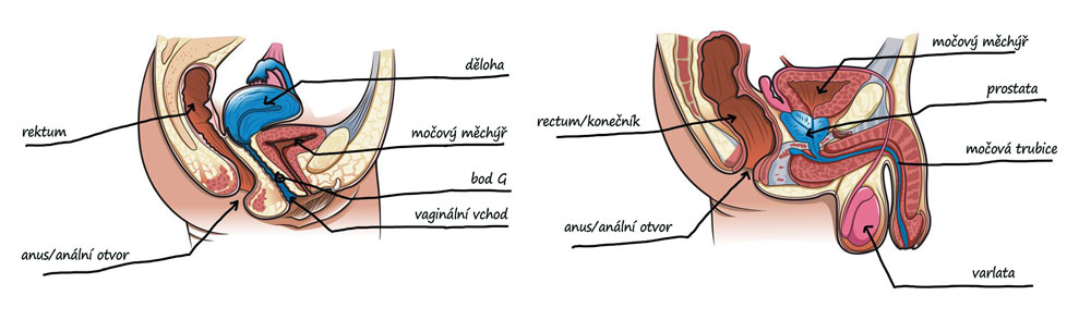 anální anatomie žena a muž