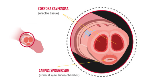 Anatomie penisu