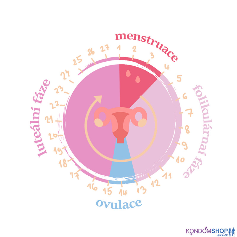 menstruační cyklus fázy