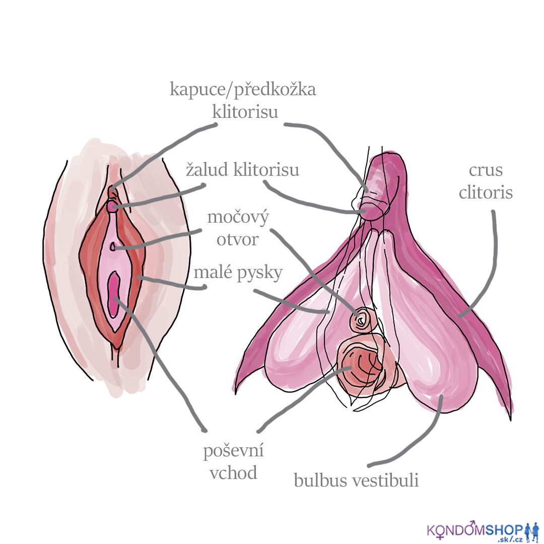 anatomie ženských pohlavních orgánů - klitoris a vulva